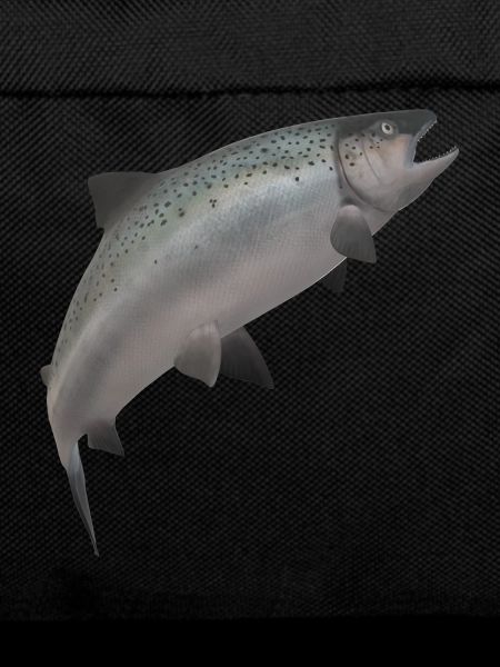 3D salmon