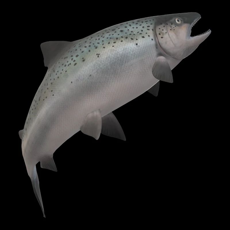 3D salmon