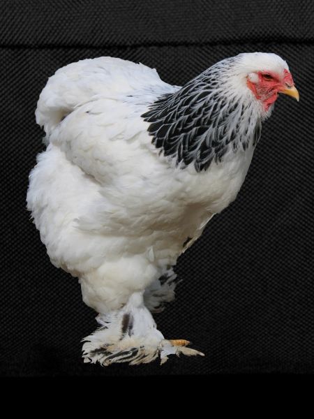 Brahma