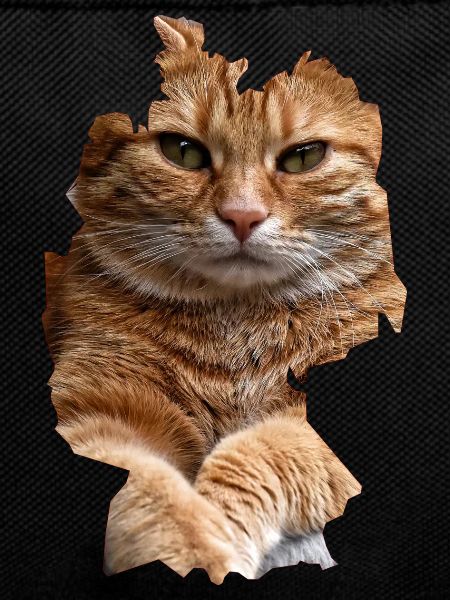 Cat, Cats