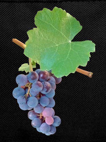 Grapes – fruity elegance