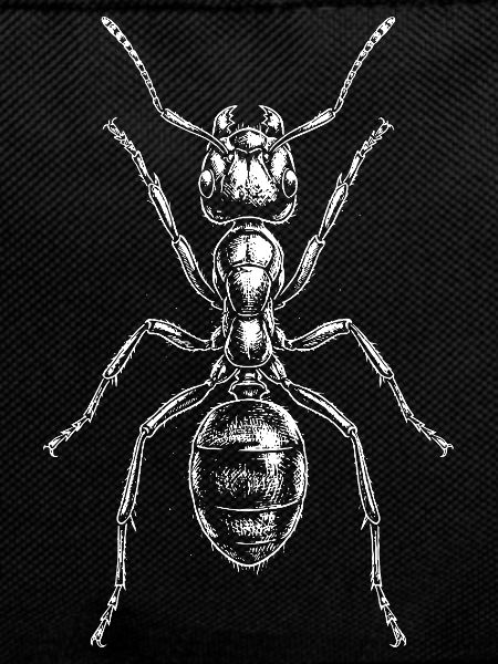 Crystalline Ant Silhouette