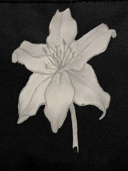 Elegant Lily Drawing - Pencil Sketch