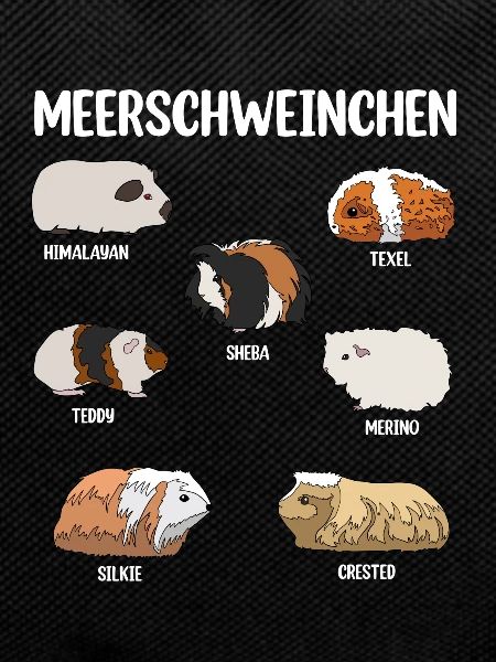 Guinea pig