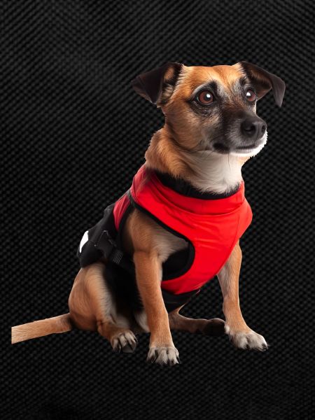 Guide dogs are trained dogs