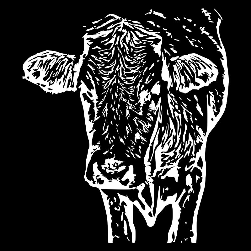 Tête de vache blanche