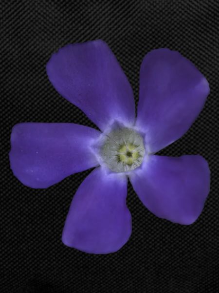 periwinkle, small, light