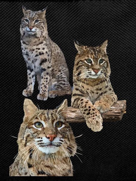 Luchs