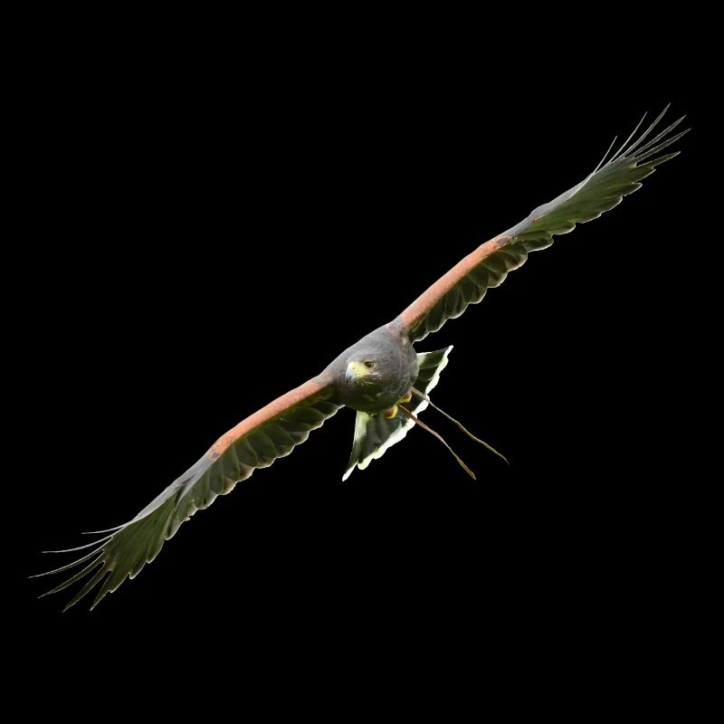 Harris Hawk - Desert Hawk approchant