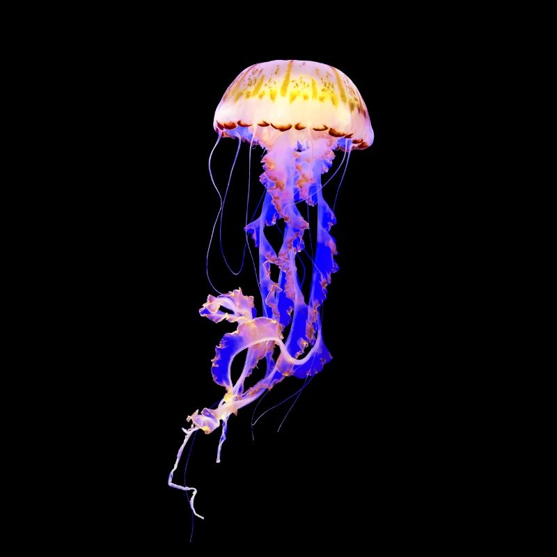 Méduse de couleur Cuire pourpre jaune