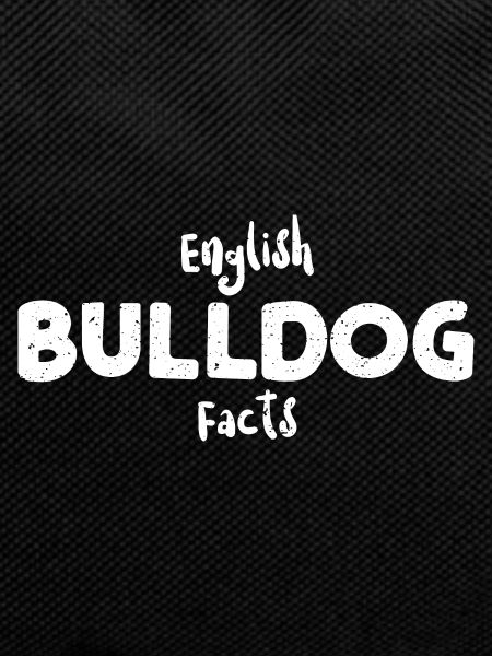 Deutsch Bulldog Facts - Dogs