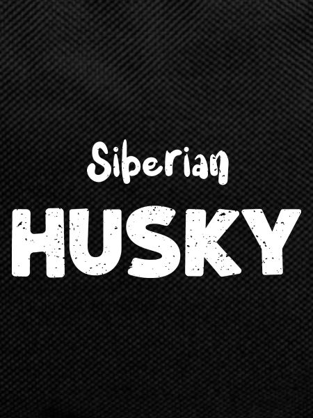 Siberian Husky - Dogs