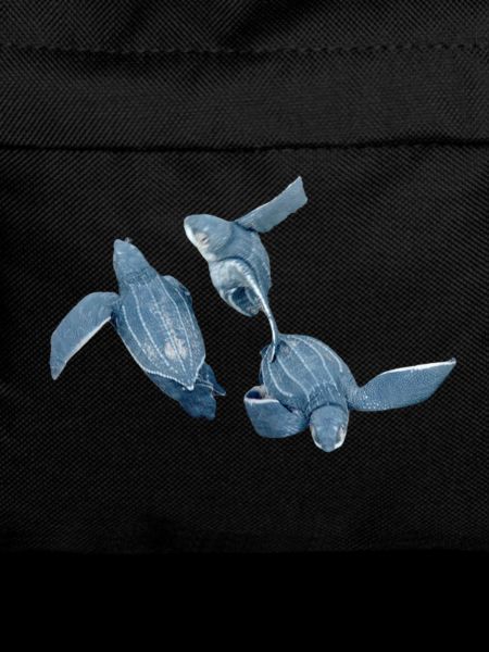 leatherback turtle 2