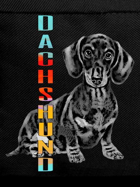 Dachshund