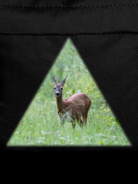 Deer in the tall grass