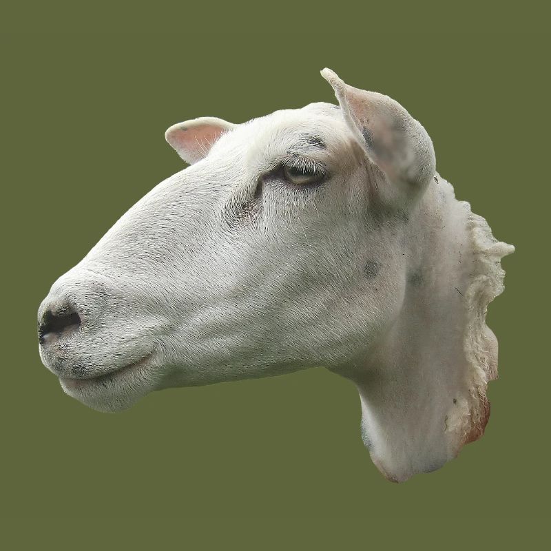 Schafkopf