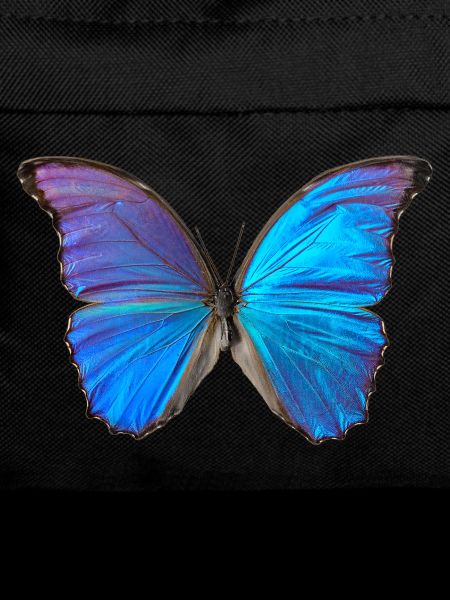 Papillon bleu