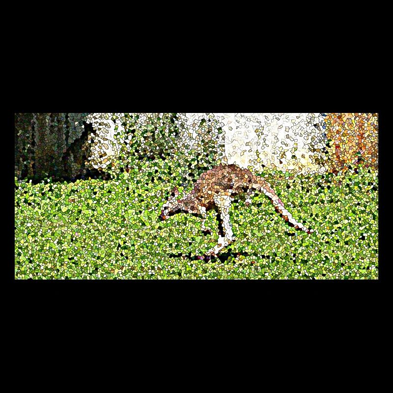 The Great Kangaroo Jump