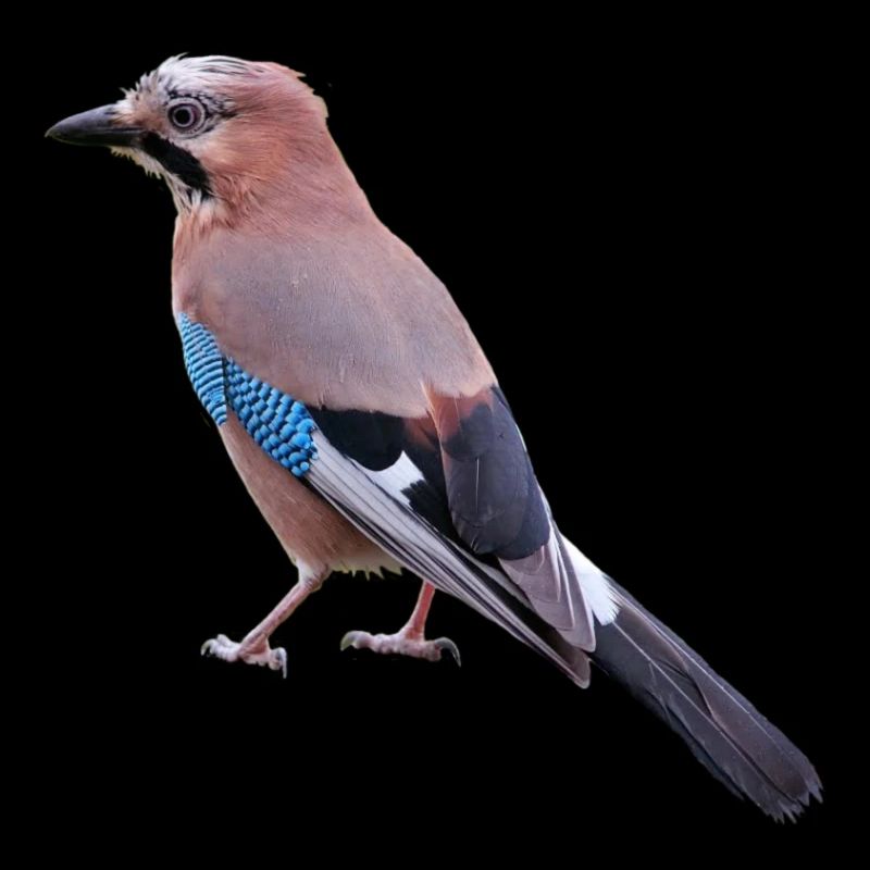 jay am431