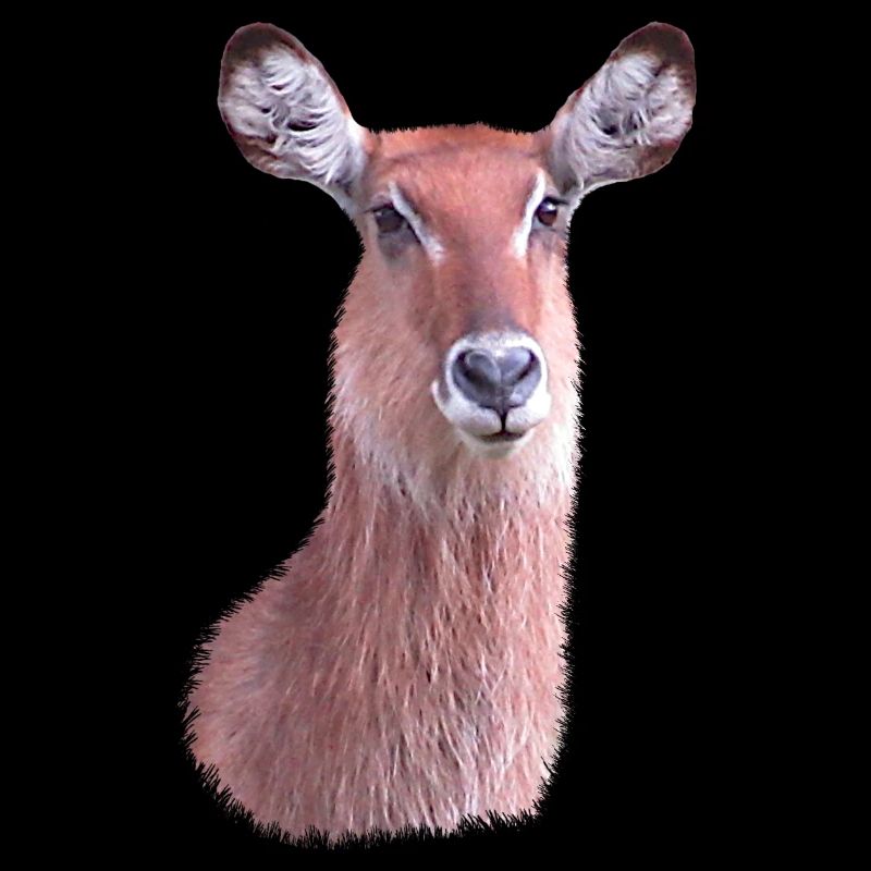 Waterbuck - Antelope - Wildlife in Africa