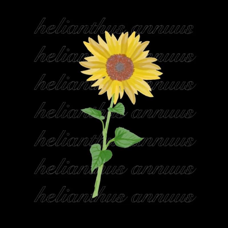 Sonnenblume "helianthus annuus"