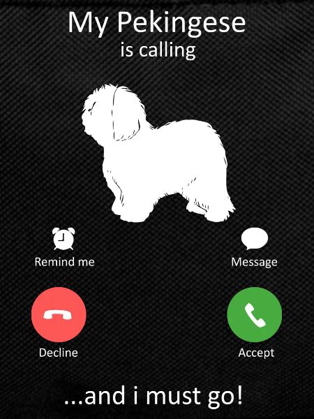 Pekingese Is Calling Funny Dog Owner