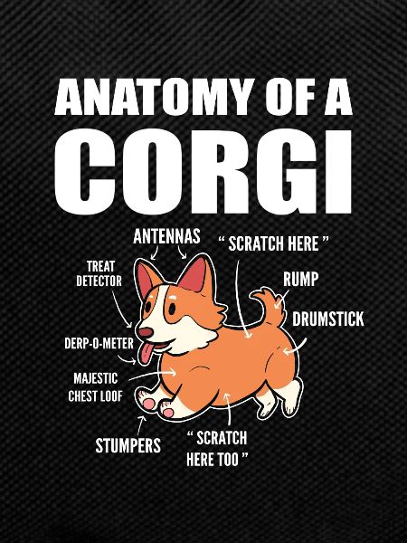 Corgi Anatomy