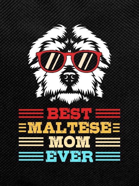 Chien maltais