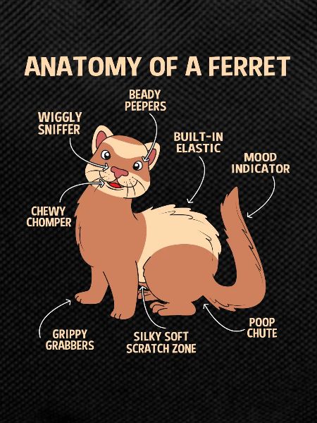 Ferret