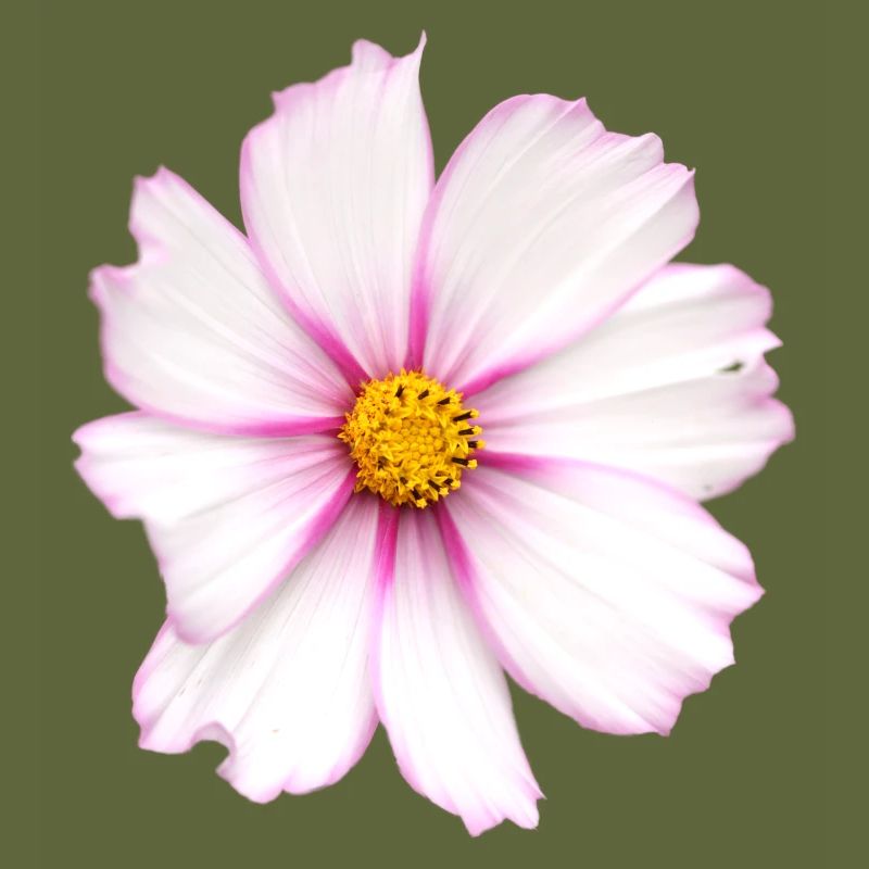 Fleur blanche