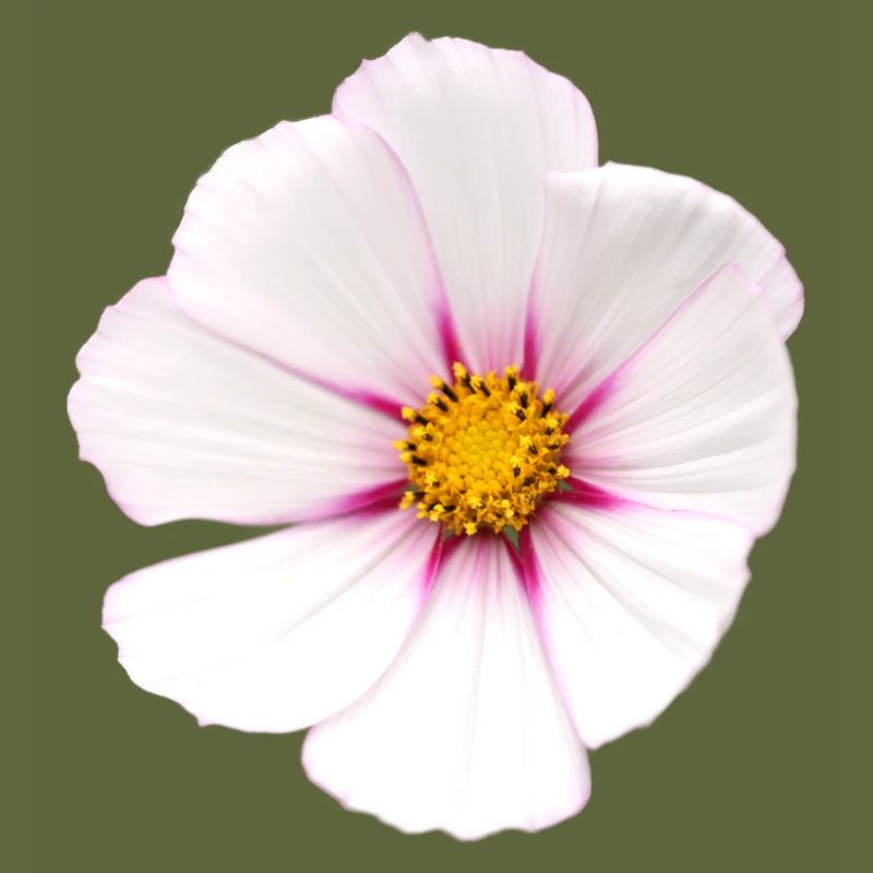 Fleur blanche Cosmea