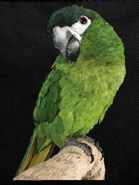 The Noble Macaw