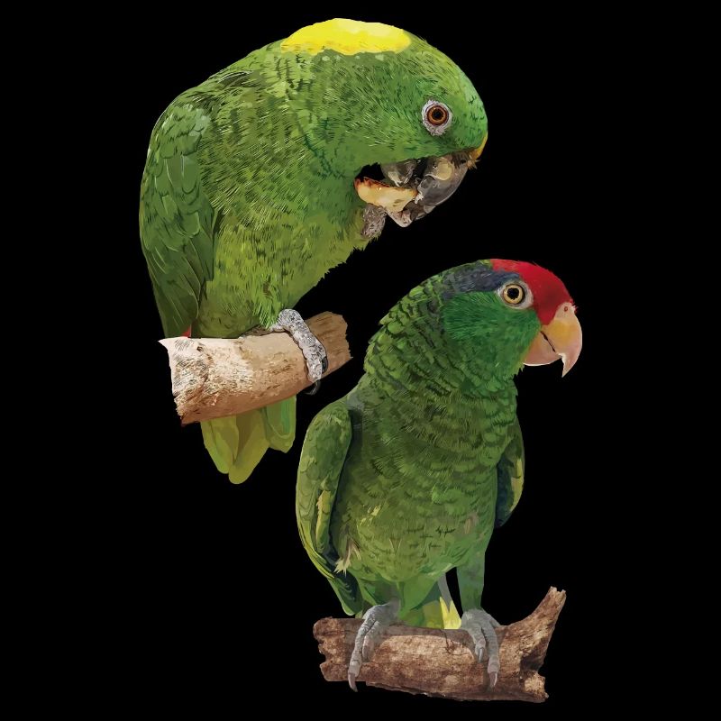 Parrots