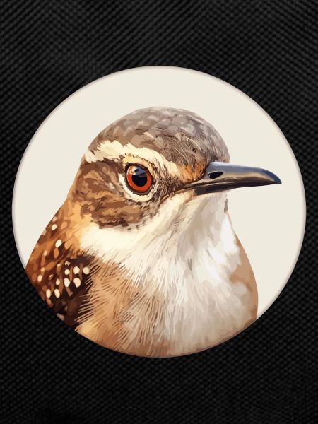 Wren bird