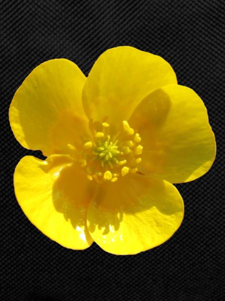 Flower, Yellow, Yellow Flower
