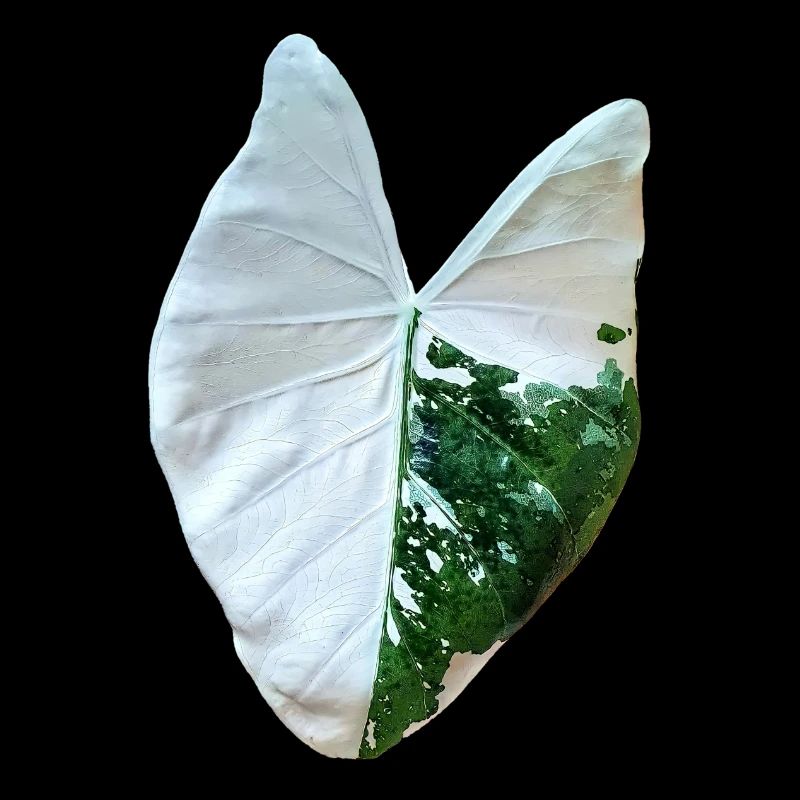alocasia macrorrhizos variegata _ نبات ألوكاسيا