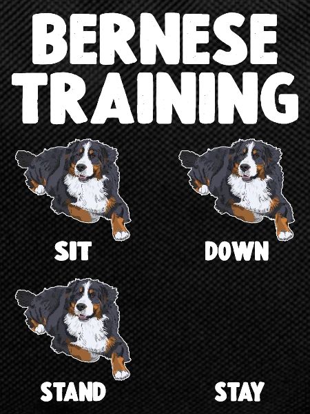 Bernese Mountain Dog Training Dog