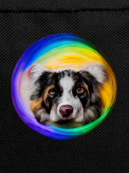 Rainbow Dog Australian Shepherd