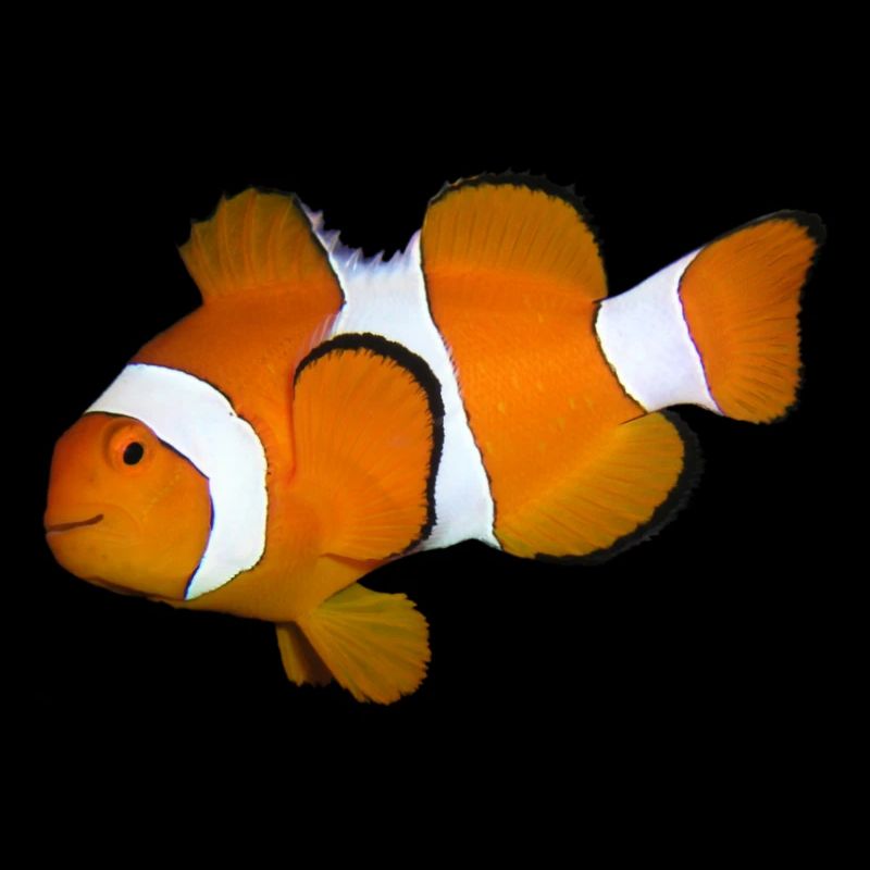 Poissons1