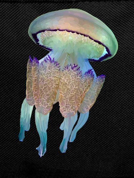 Jellyfish