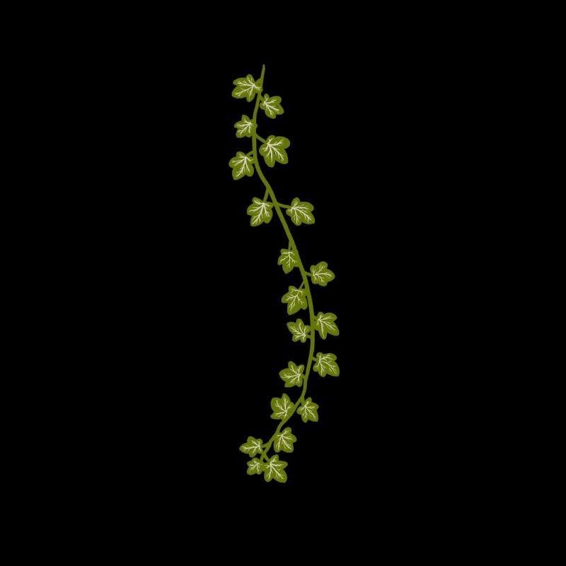 Common ivy | Plants illustration