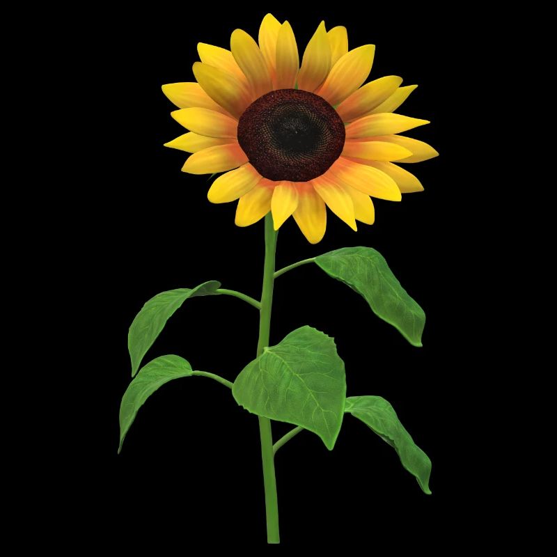 Tournesol Desgin