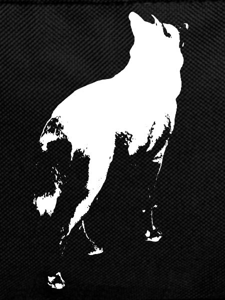 Husky stands shadow figure white