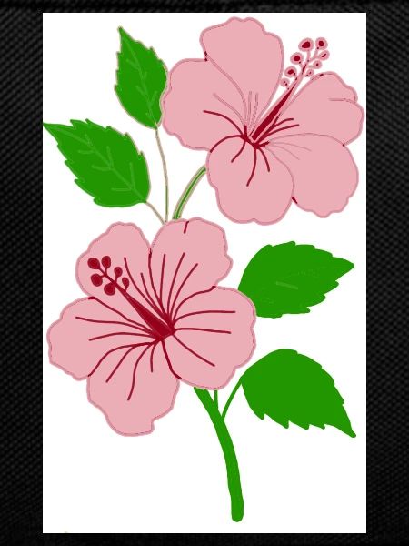 Hibiscus