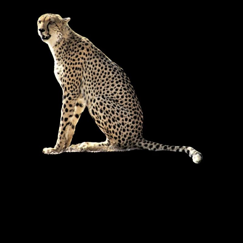 Guépard - Chat prédateur - Chat sauvage - Chat - Afrique