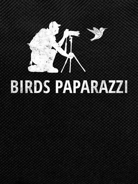 Bird Watching Bird Paparazzi | Birdwatching