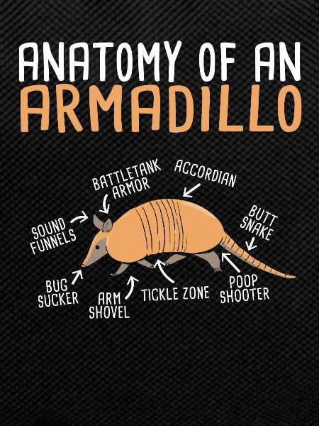 Armadillo Pet Armadillo Gift