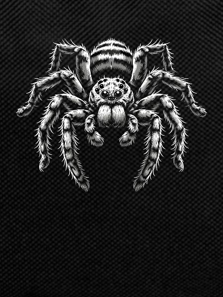 Pet Spider, Tarantula, Spider Lover