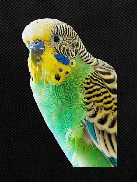 Budgerigar