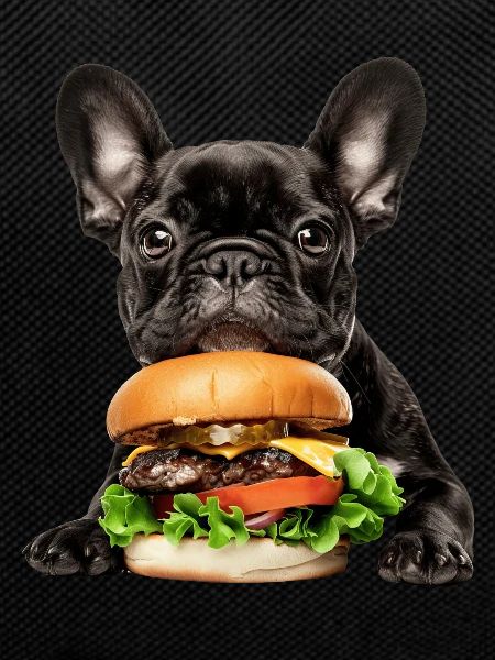 Bouledogue français